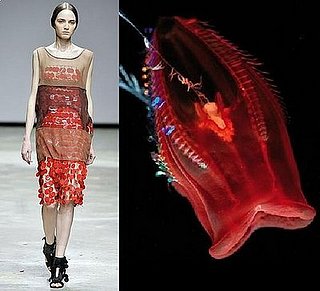 Jellies Are Back